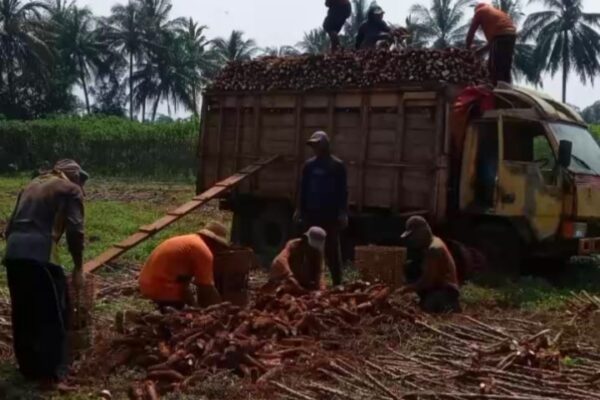 Petani Singkong Lampung Timur Menjerit: Harga Anjlok, Kebijakan Impor Aci Tapioka Disorot